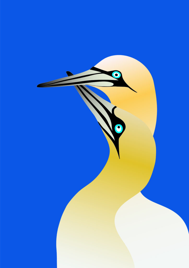 Fous de Bassan unis pour la vie