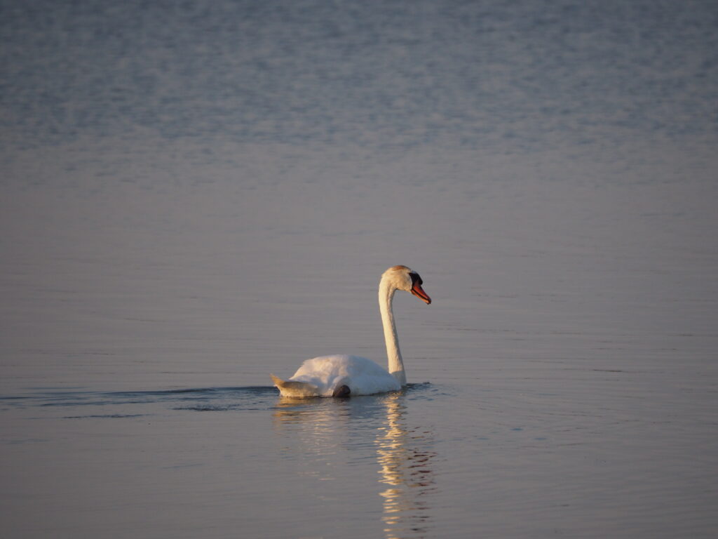 cygne en Camargue