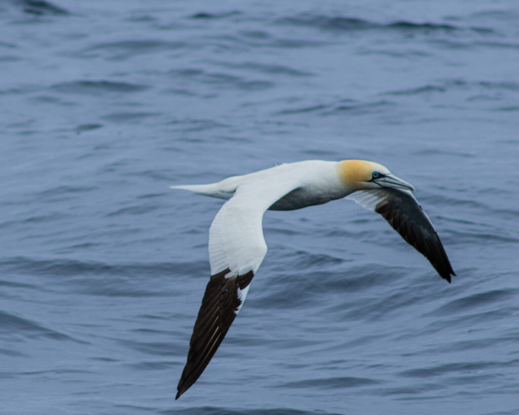 fou de Bassan survolant la mer
