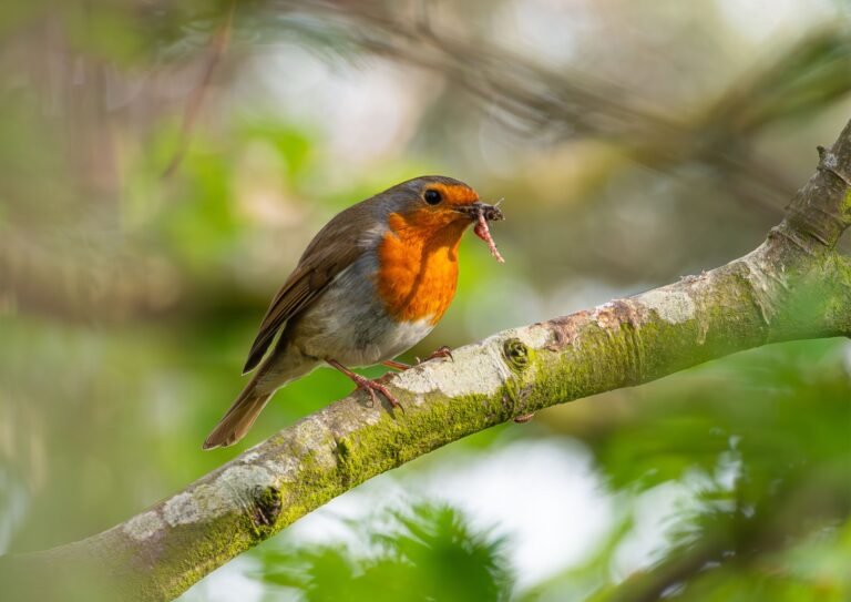 magnifique oiseau rouge-gorge avec un insecte au bec décor de verdure printemps