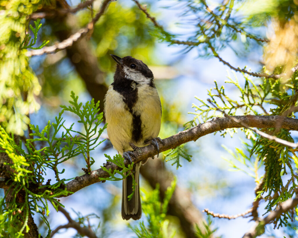oiseaux du jardin la mésange charbonnière