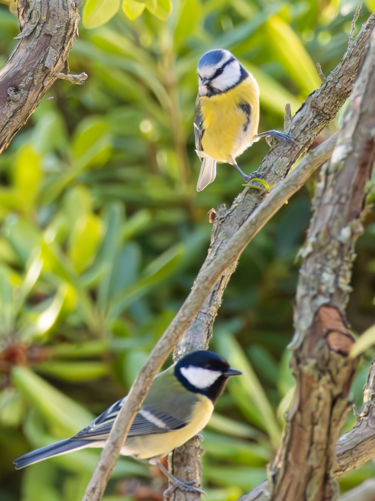 oiseaux du jardin la mésange charbonnière et la mésange bleue