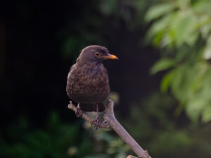 merle sur une branche