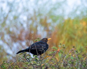merle sur une haie