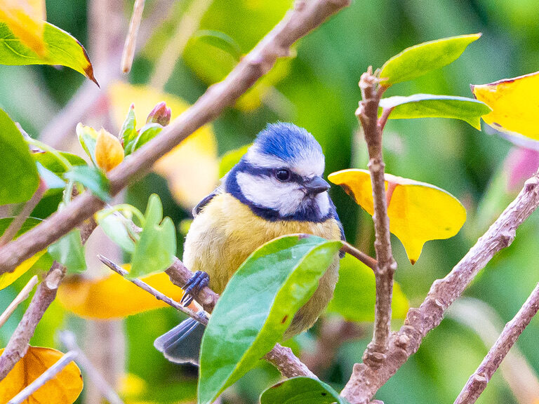 oiseaux du jardin la mésange bleue
