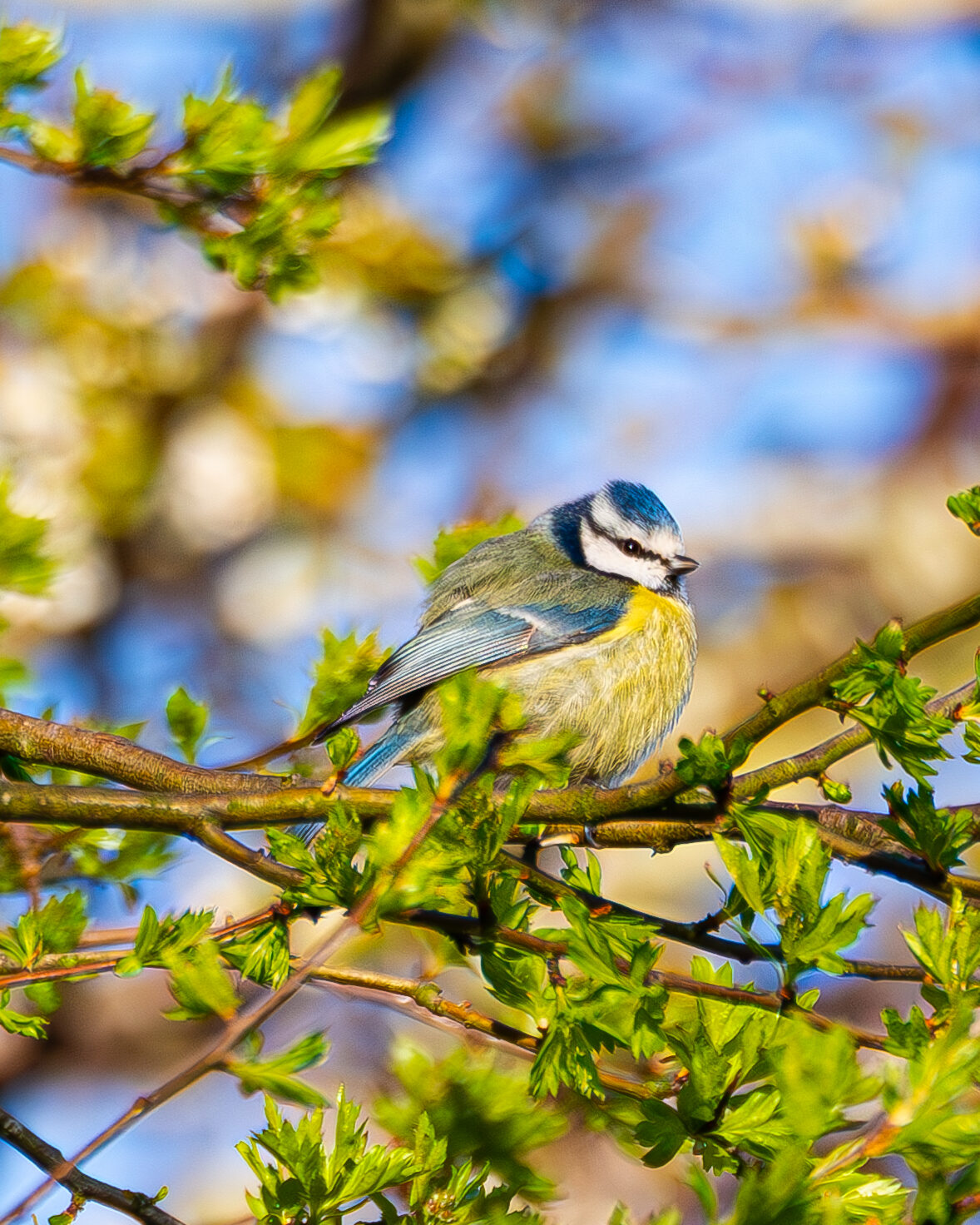 oiseaux du jardin la mésange bleue