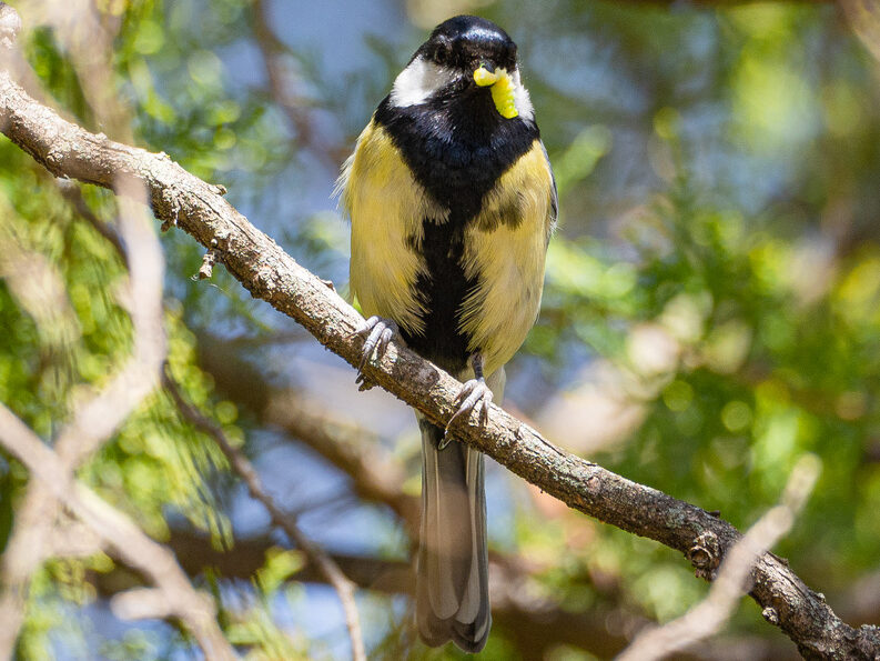 oiseaux du jardin mésange charbonnière