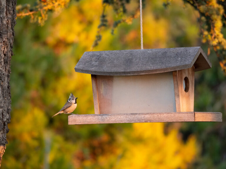 mésange huppée lumière dorée