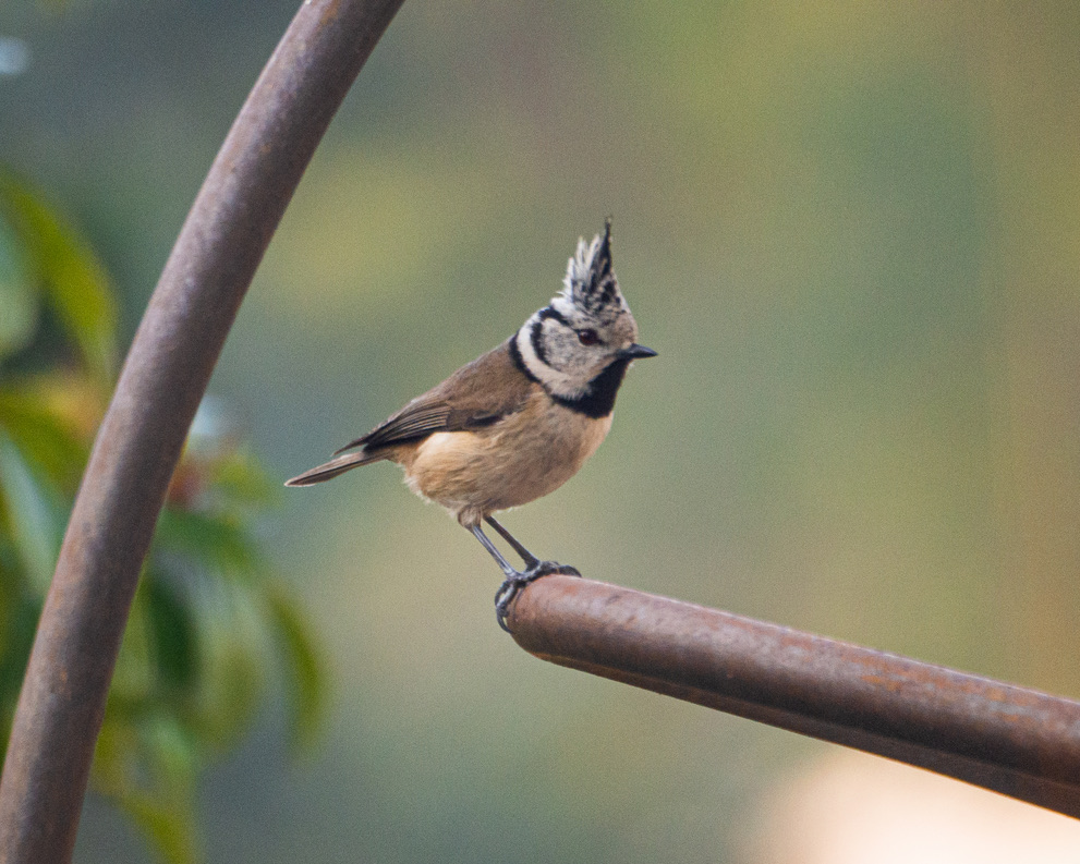 oiseaux du jardin la mésange huppée