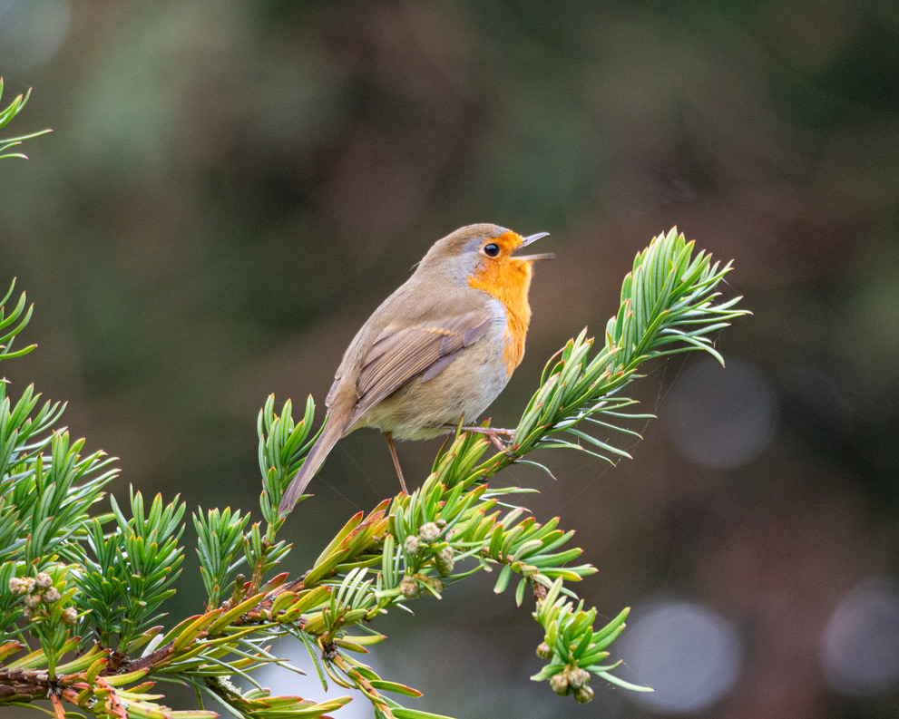 rouge-gorge qui chante