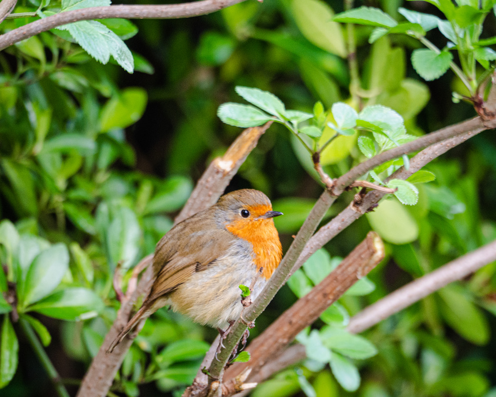 rouge-gorge symbole de douceur