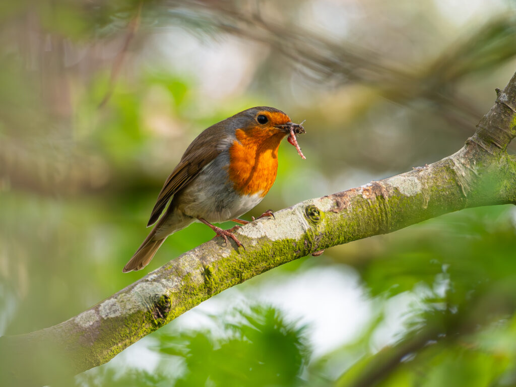 rouge-gorge et insecte au bec