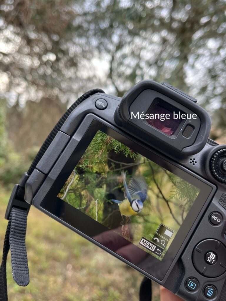 mésange bleue en envol - observation d'oiseaux dans le jardin