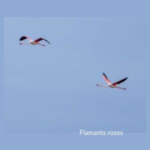 flamants roses - observation d'oiseaux en Camargue