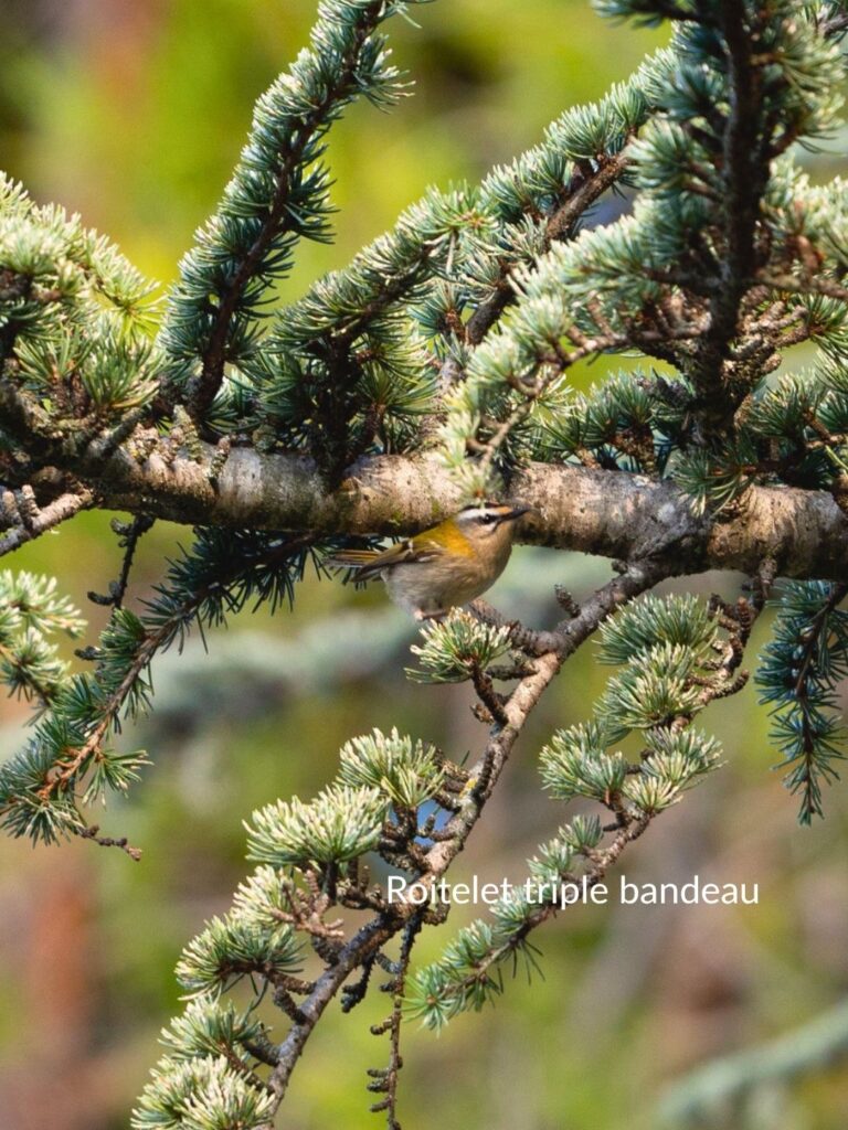 apprendre à reconnaître les oiseaux : roitelet triple bandeau