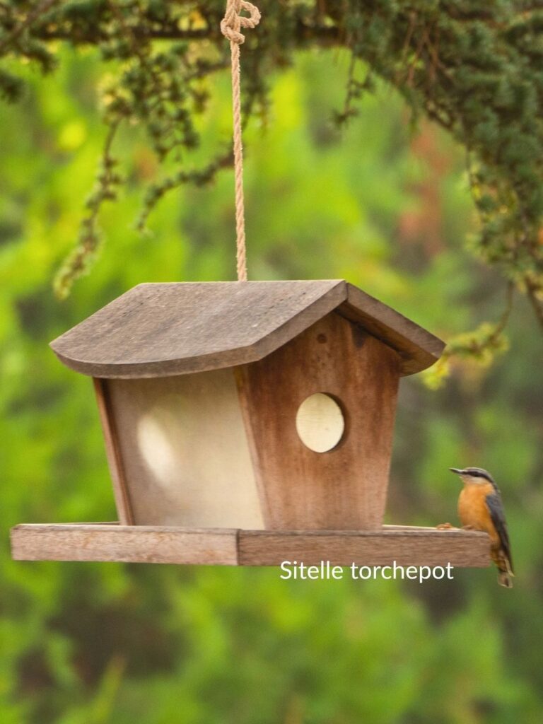 apprendre à reconnaître les oiseaux :  la sitelle torchepot