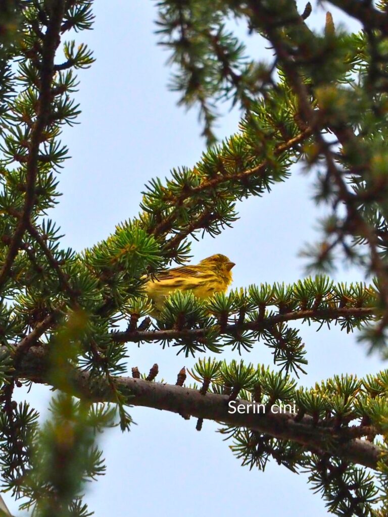 apprendre à reconnaître les oiseaux :  le serin cini