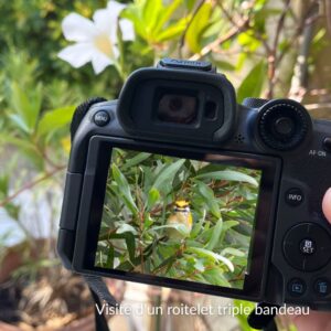 photo du roitelet triple bandeau se cachant dans le feuillage
