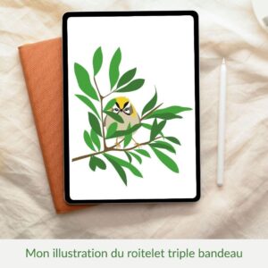 illustration en couleur du roitelet triple bandeau