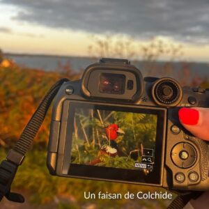 photo du faisan de Colchide se cachant dans la bruyère