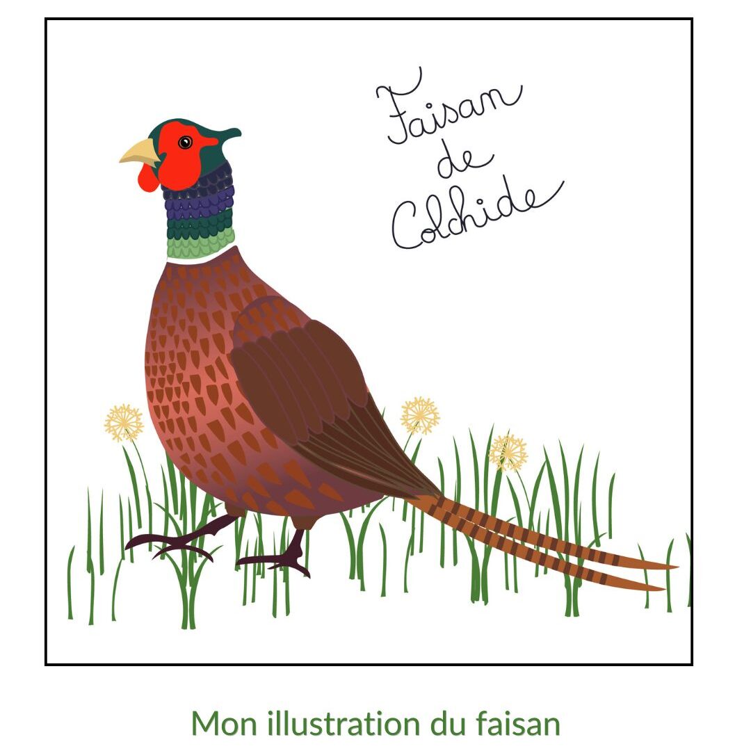 illustration du faisan de Colchide