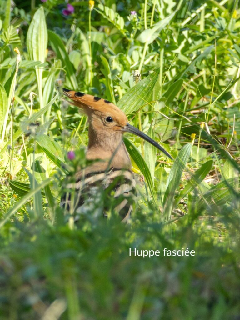 Huppe fasciée dans l'herbe