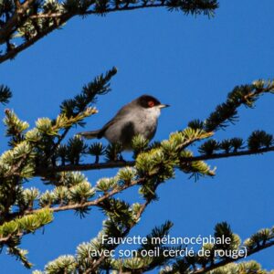 photo de la fauvette mélanocéphale sur une branche du cèdre