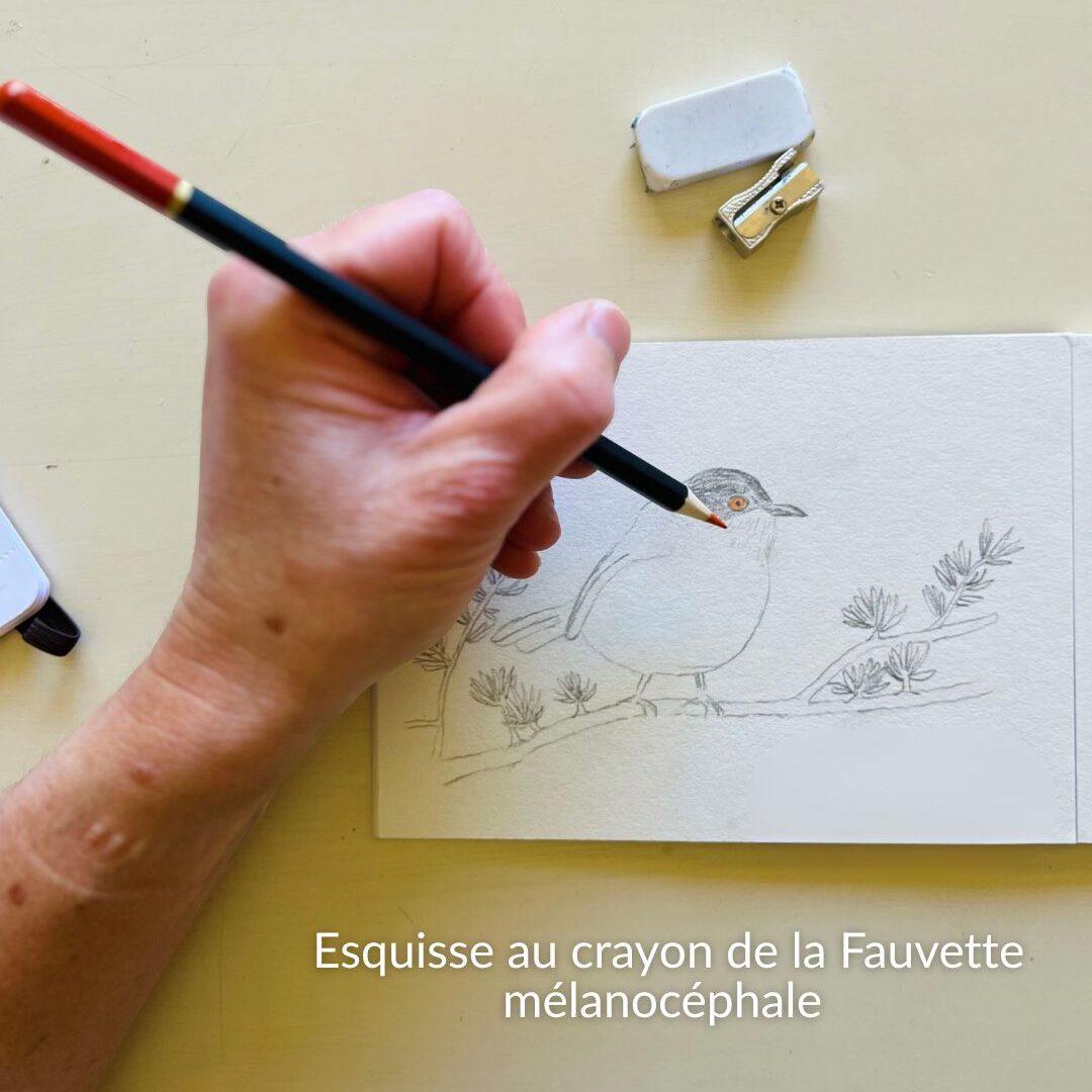 esquisse au crayon de la fauvette mélanocéphale