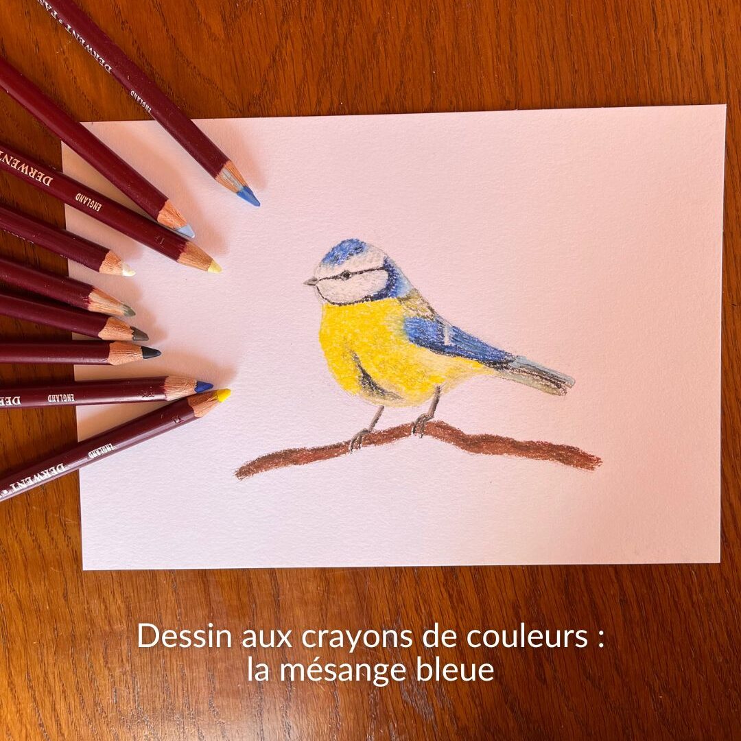 dessin aux crayons de couleur : mésange bleue