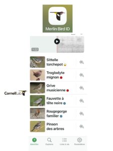 application Merlin Bird ID pour apprendre à reconnaître les oiseaux : résultats d'observation
