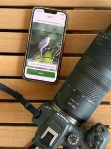 application Merlin Bird ID pour apprendre à reconnaître les oiseaux :  appli facile à utiliser