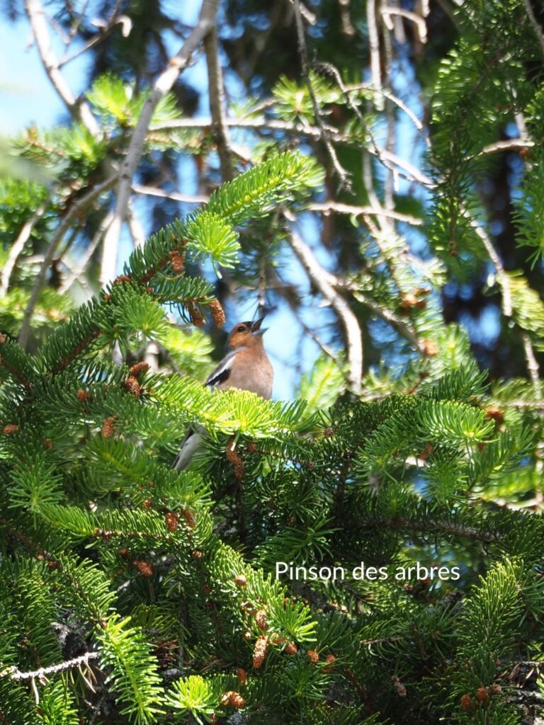 Pinson des arbres
