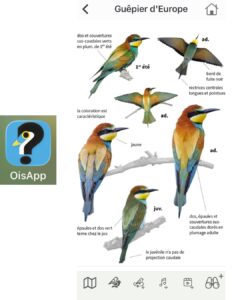 appli OisApp pour apprendre à reconnaître les oiseaux : fiche d'identificatiion Guêpier d'Europe