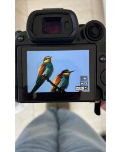 appli OisApp pour apprendre à reconnaître les oiseaux : photo de guêpiers d'Europe