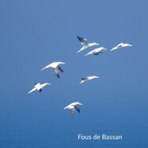 fous de Bassan en vol - observation d'oiseaux en Ecosse