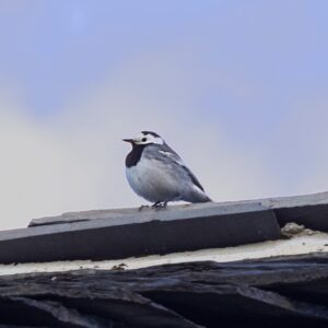 observation d'une bergeronnette grise sur un toit