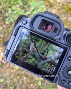 orite à longue queue - observation d'oiseaux dans le jardin